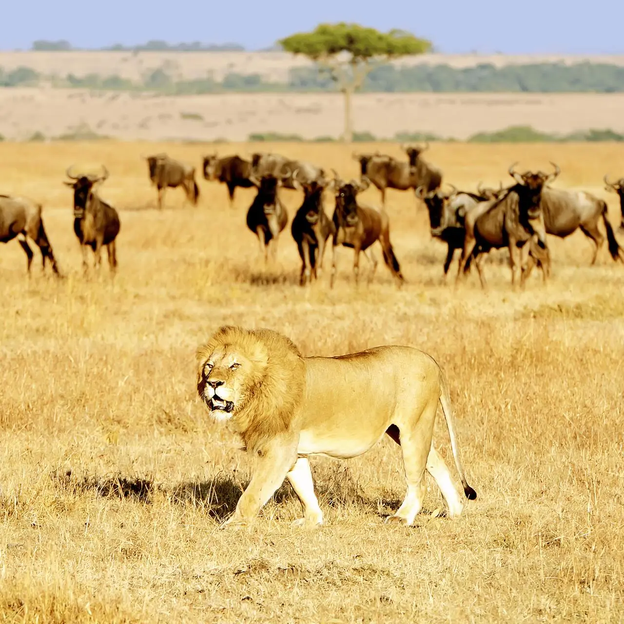 Lew i stado gnu w Masai Mara, Kenia