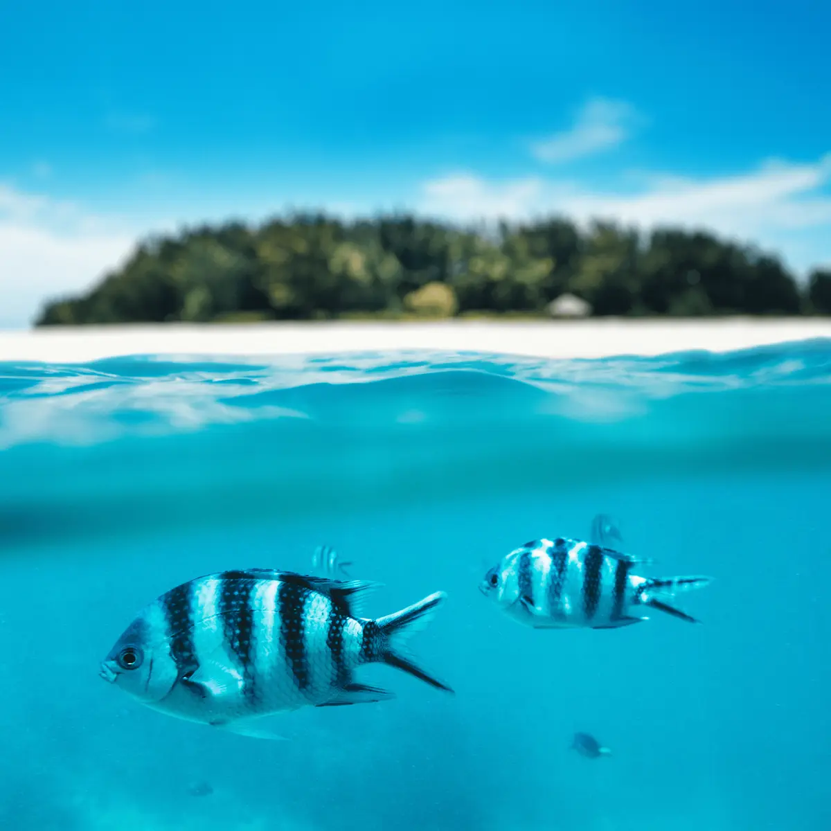Snorkeling na Zanzibarze