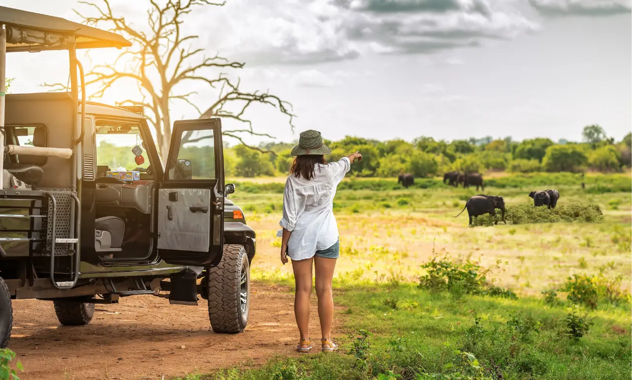 Turystka oglądająca słonie na safari Turystka oglądająca słonie na safari