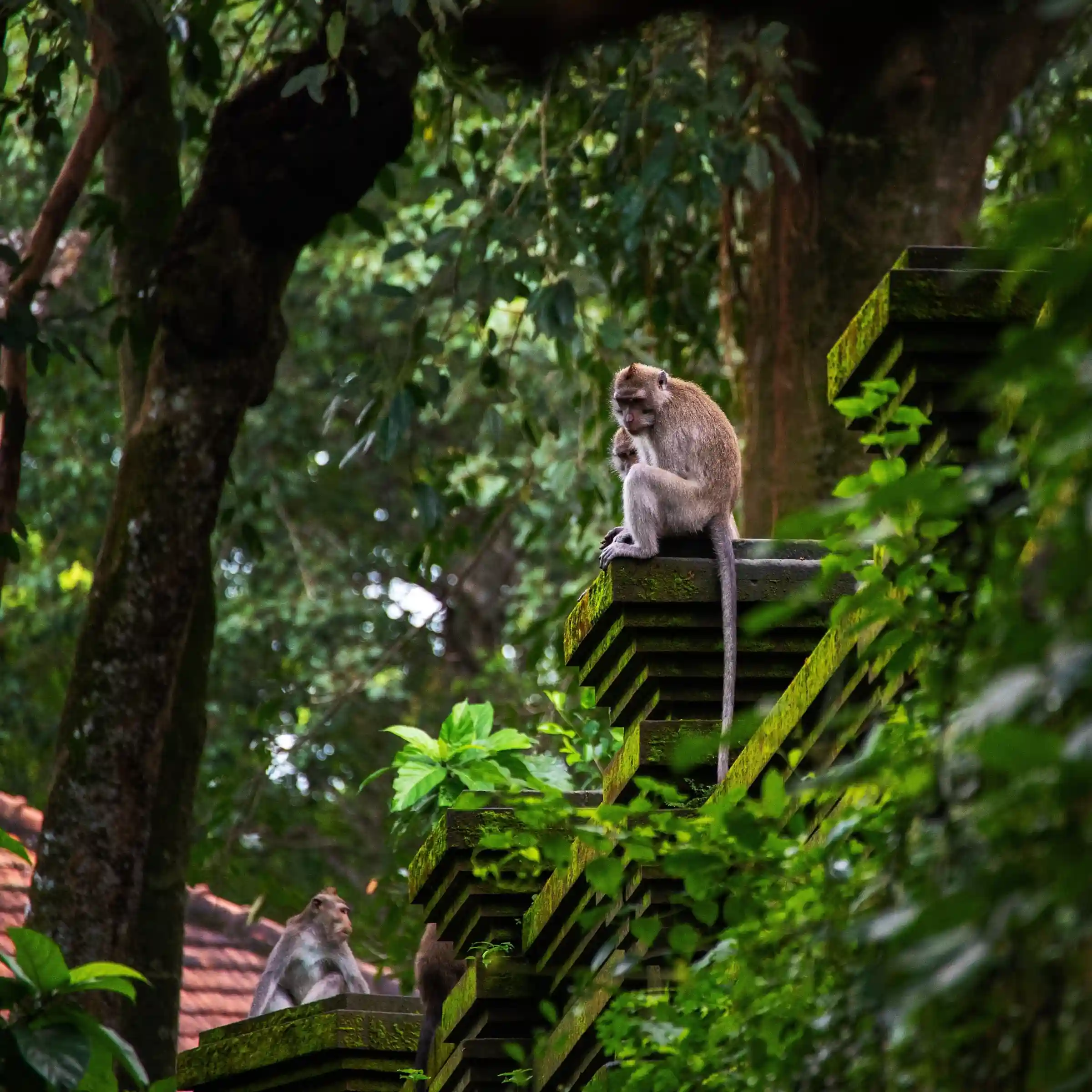 Małpy w Małpim Lesie