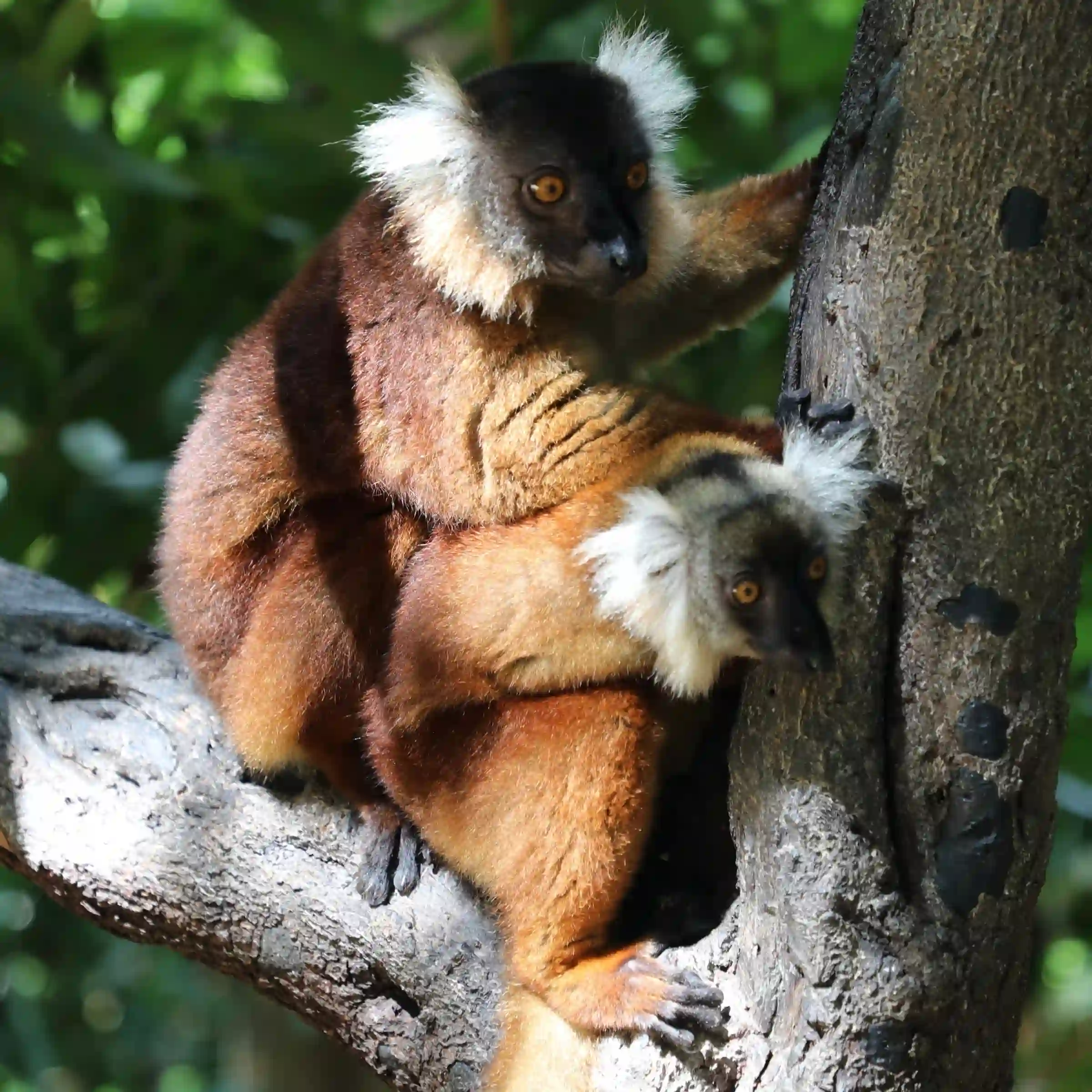 Rodzina czarnych lemurów w Nosy Be