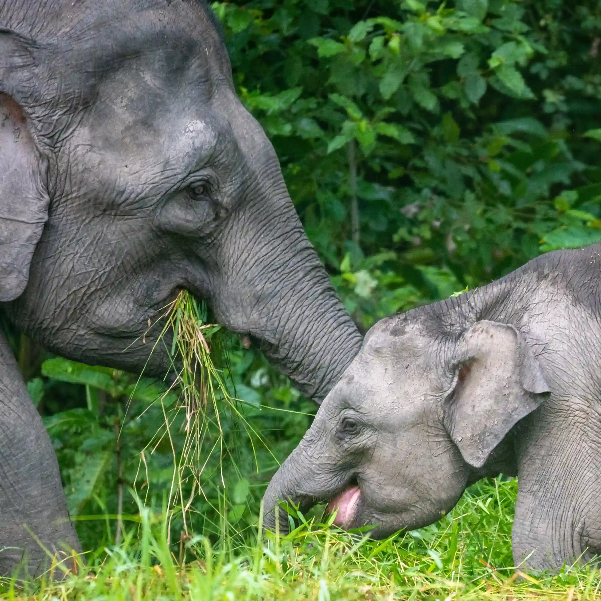 Słoń indyjski nad brzegiem rzeki Kinabatangan w północnym Borneo, Malezja.