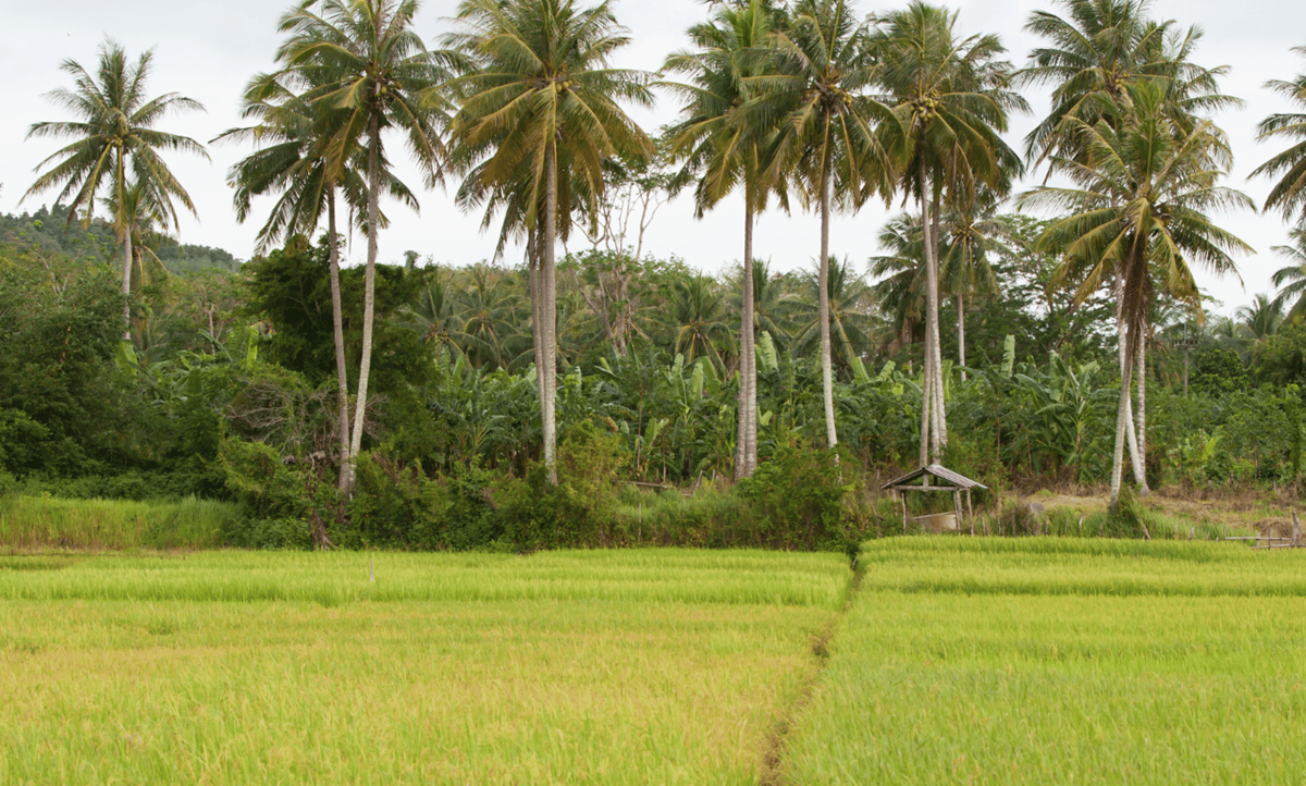 Pola ryżowe i palmy na wyspie Koh Yao Noi, Tajlandia Pola ryżowe i palmy na wyspie Koh Yao Noi, Tajlandia