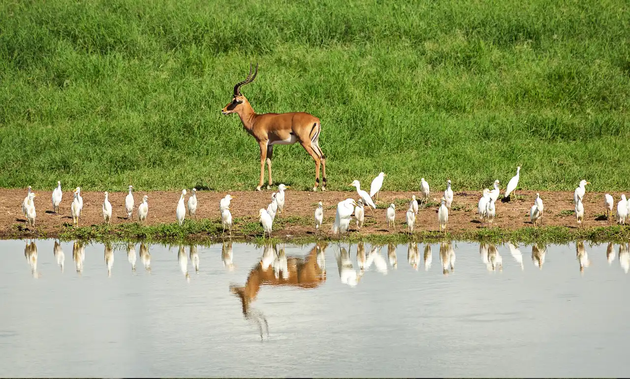 Antylopa z czaplami przy wodopoju w rezerwacie Taita Hills, Kenia