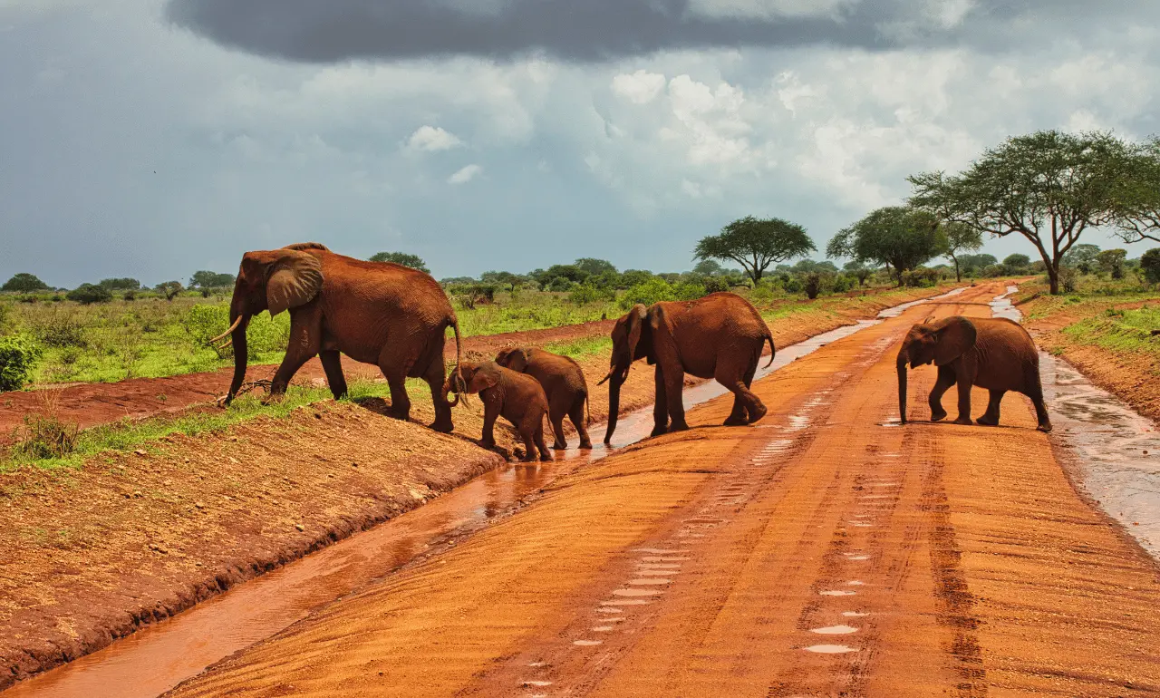 Słonie w Parku Narodowym Tsavo East Słonie w Parku Narodowym Tsavo East