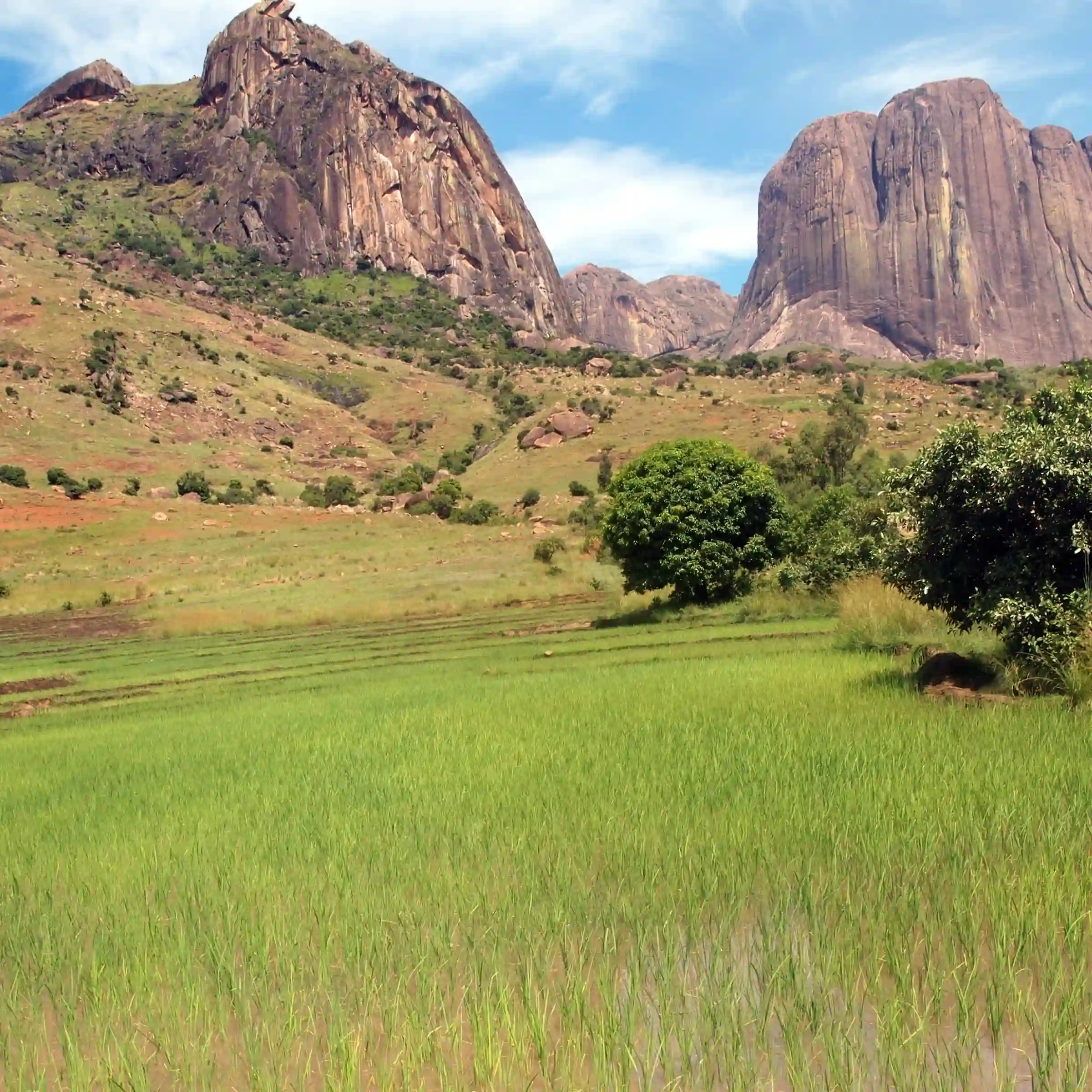 Pole ryżowe i masyw Tsaranoro, w pobliżu Parku Narodowego Andringitra na Madagaskarze