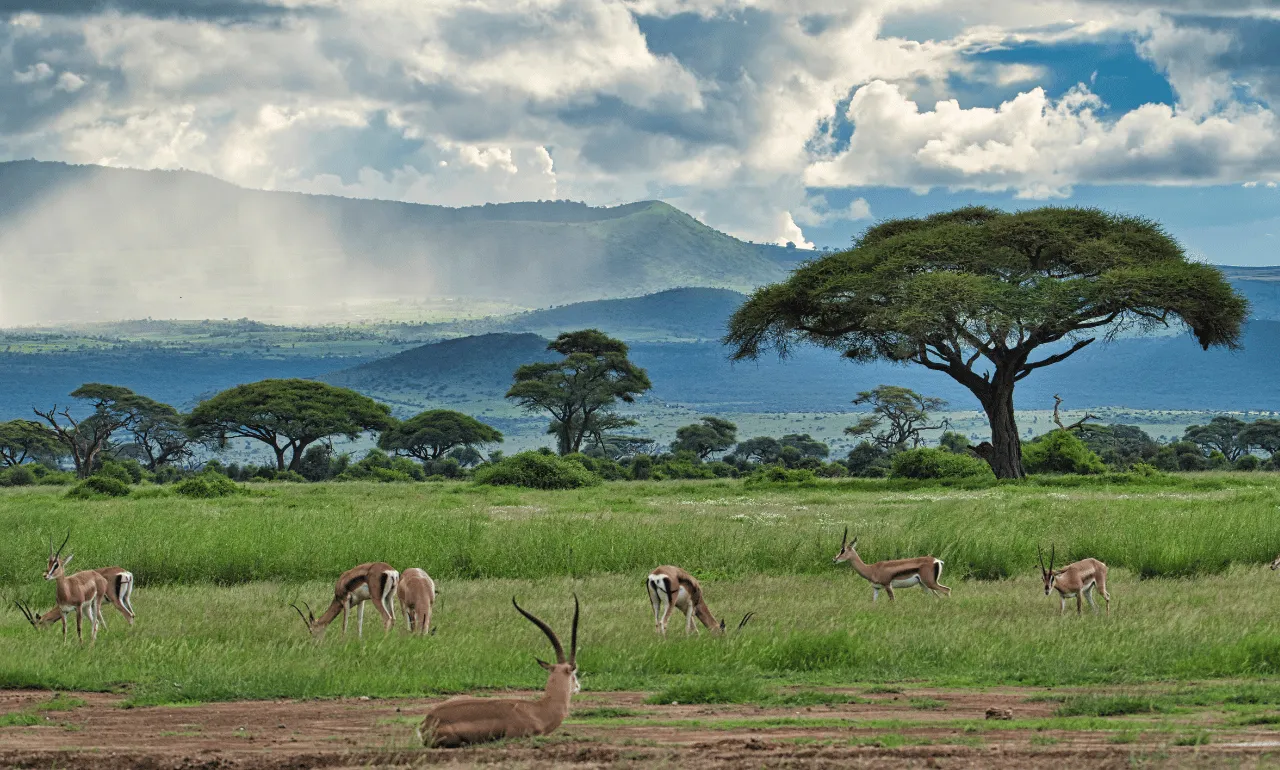 Antylopy w Parku Narodowym Tsavo East Antylopy w Parku Narodowym Tsavo East
