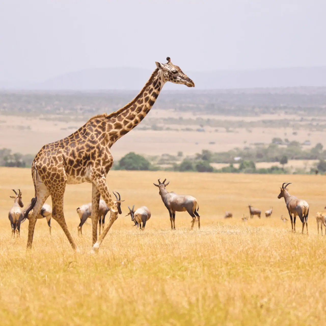 Żyrafa masajska i antylopy topi w Parku Narodowym Masai Mara, Kenia
