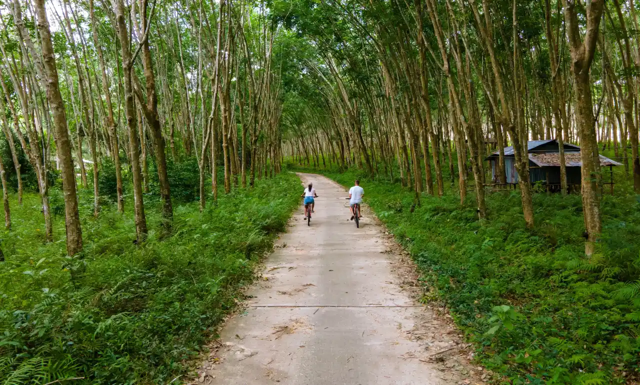 Dżungla na wyspie Koh Yao Yai, Tajladnia Dżungla na wyspie Koh Yao Yai, Tajladnia
