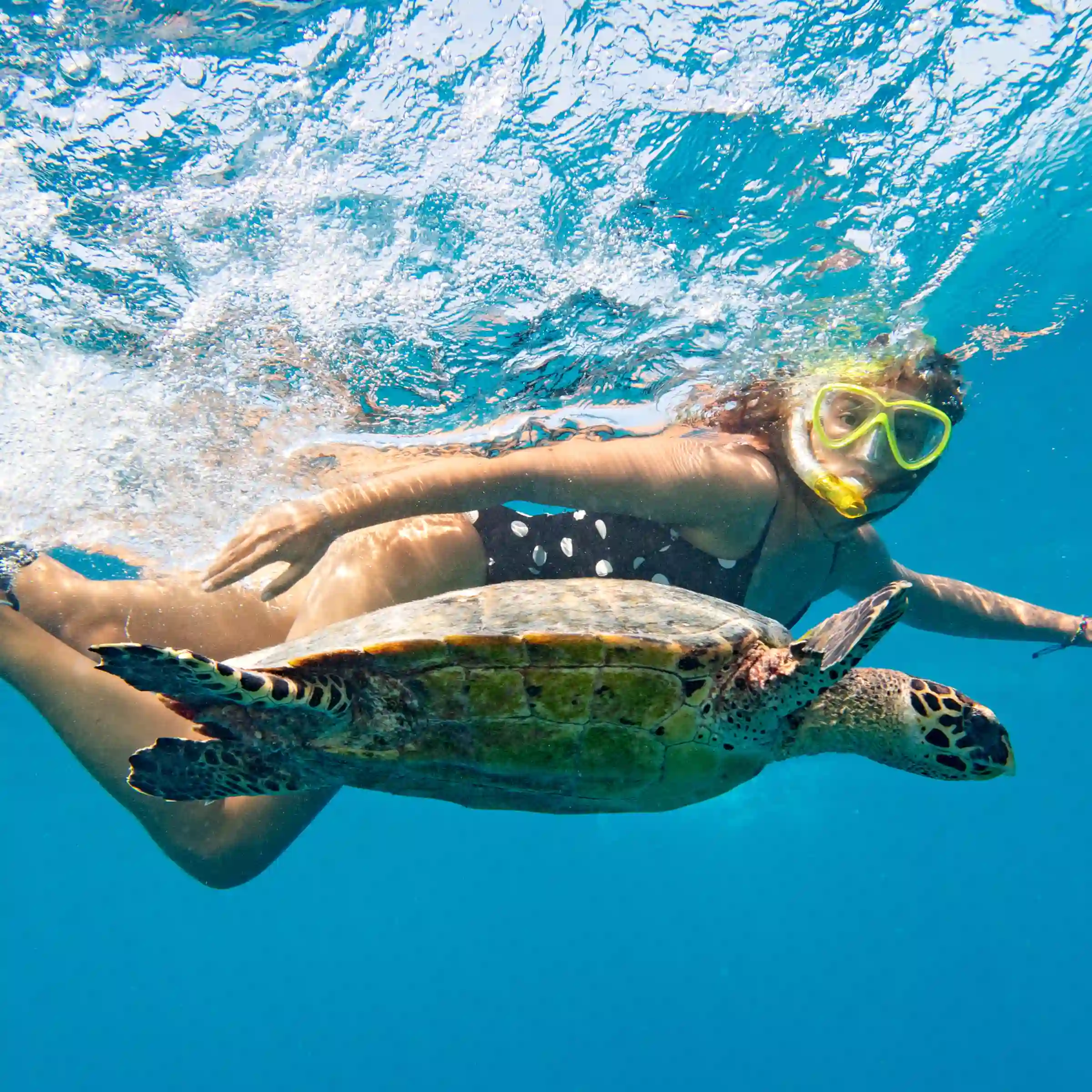 Snorkeling z żółwiami