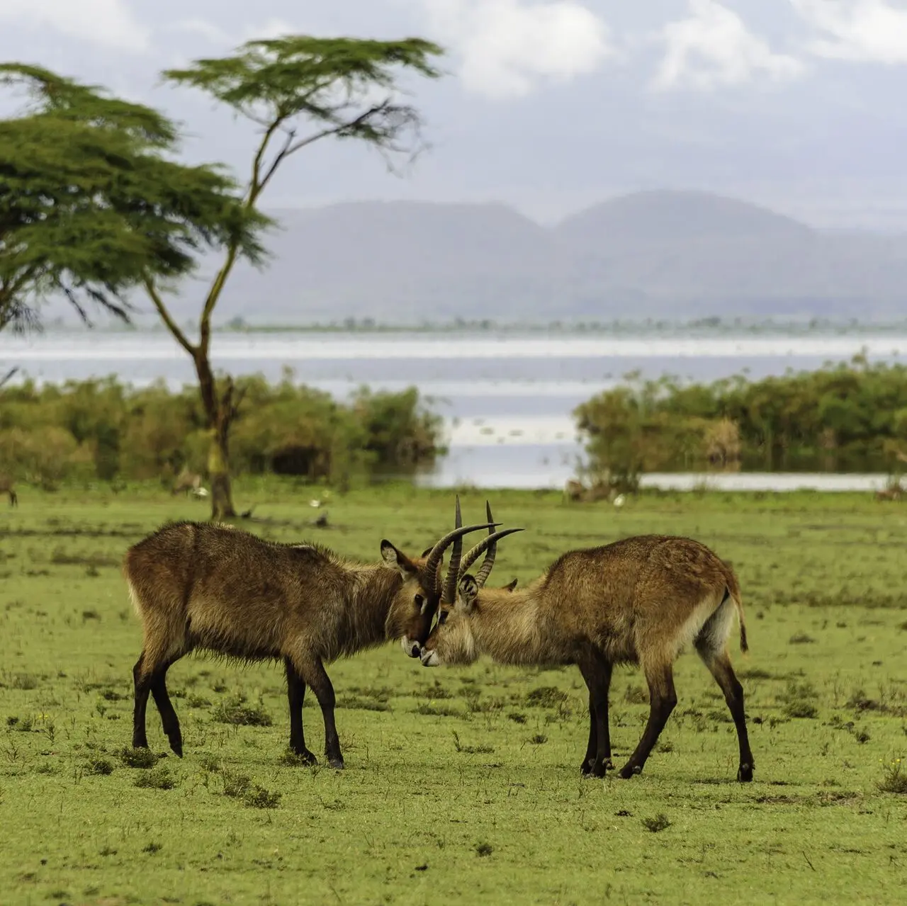 Antylopy waterbuck, Crescent Island, Kenia