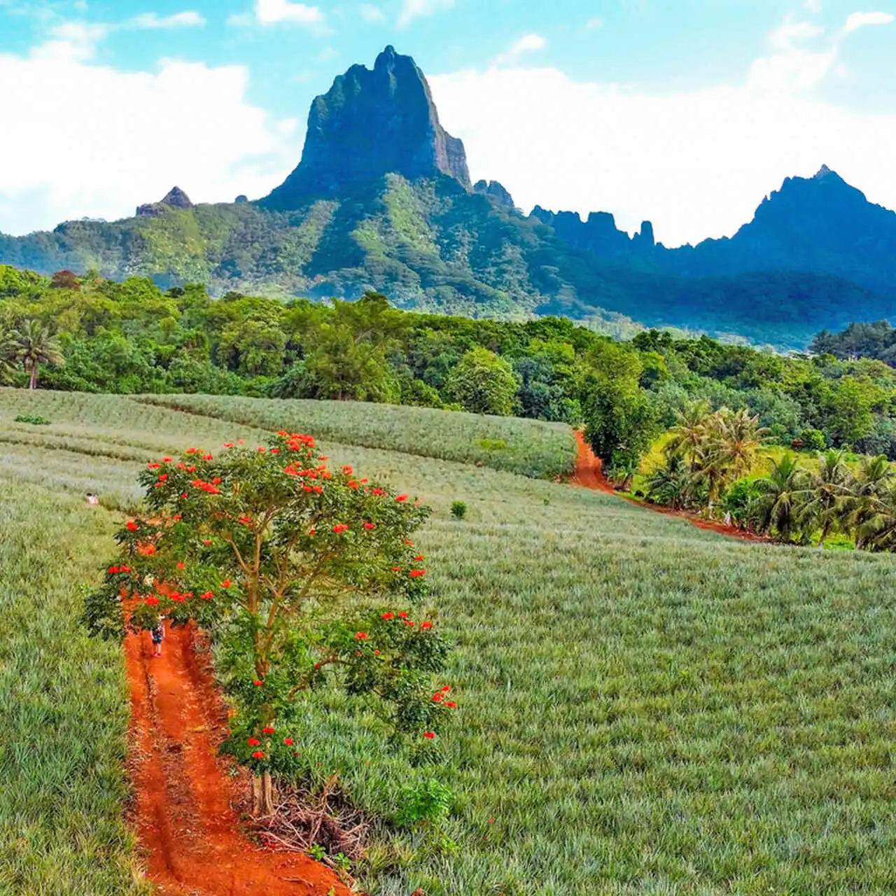 Pole ananasowe na Moorea