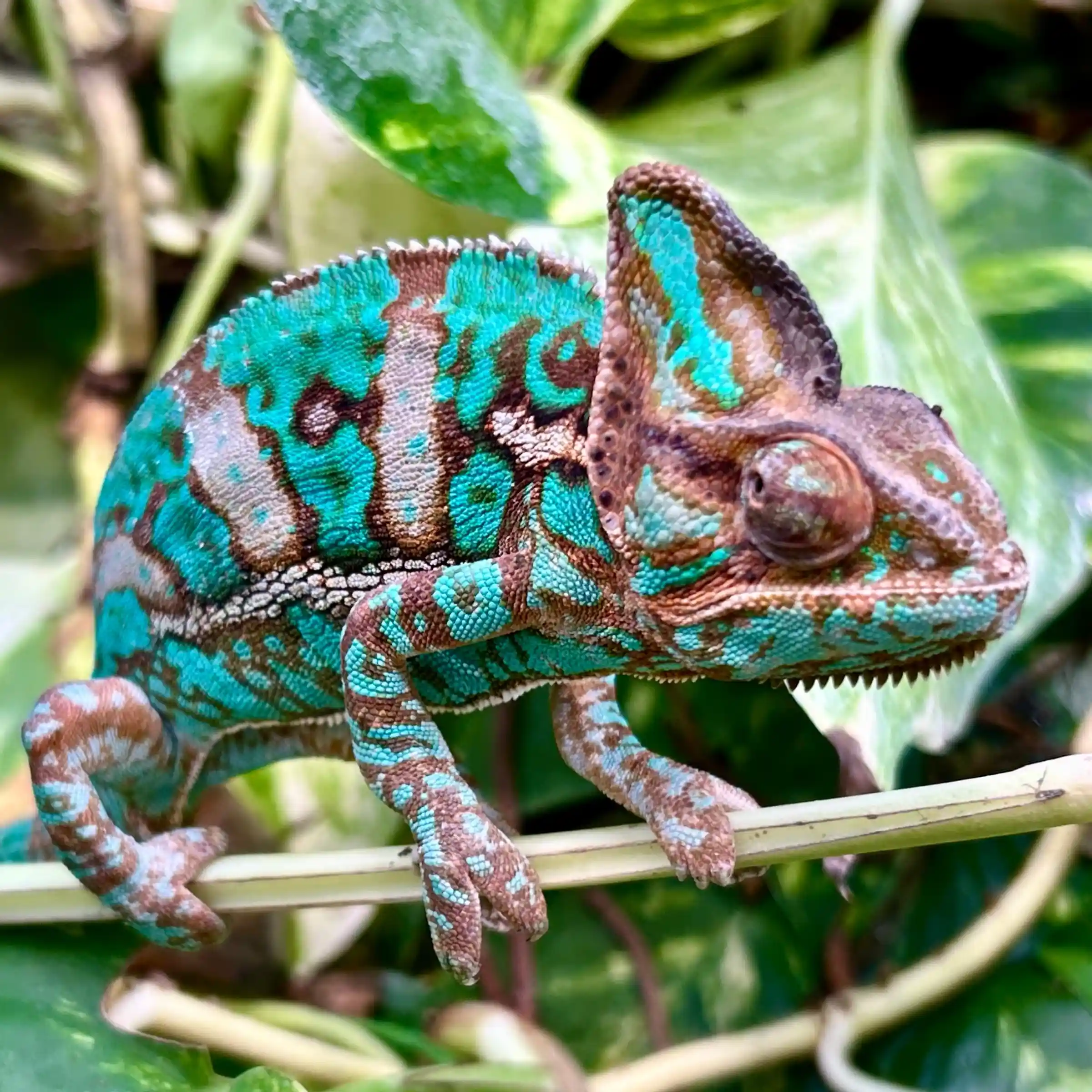 Jaszczurka na gałęzi