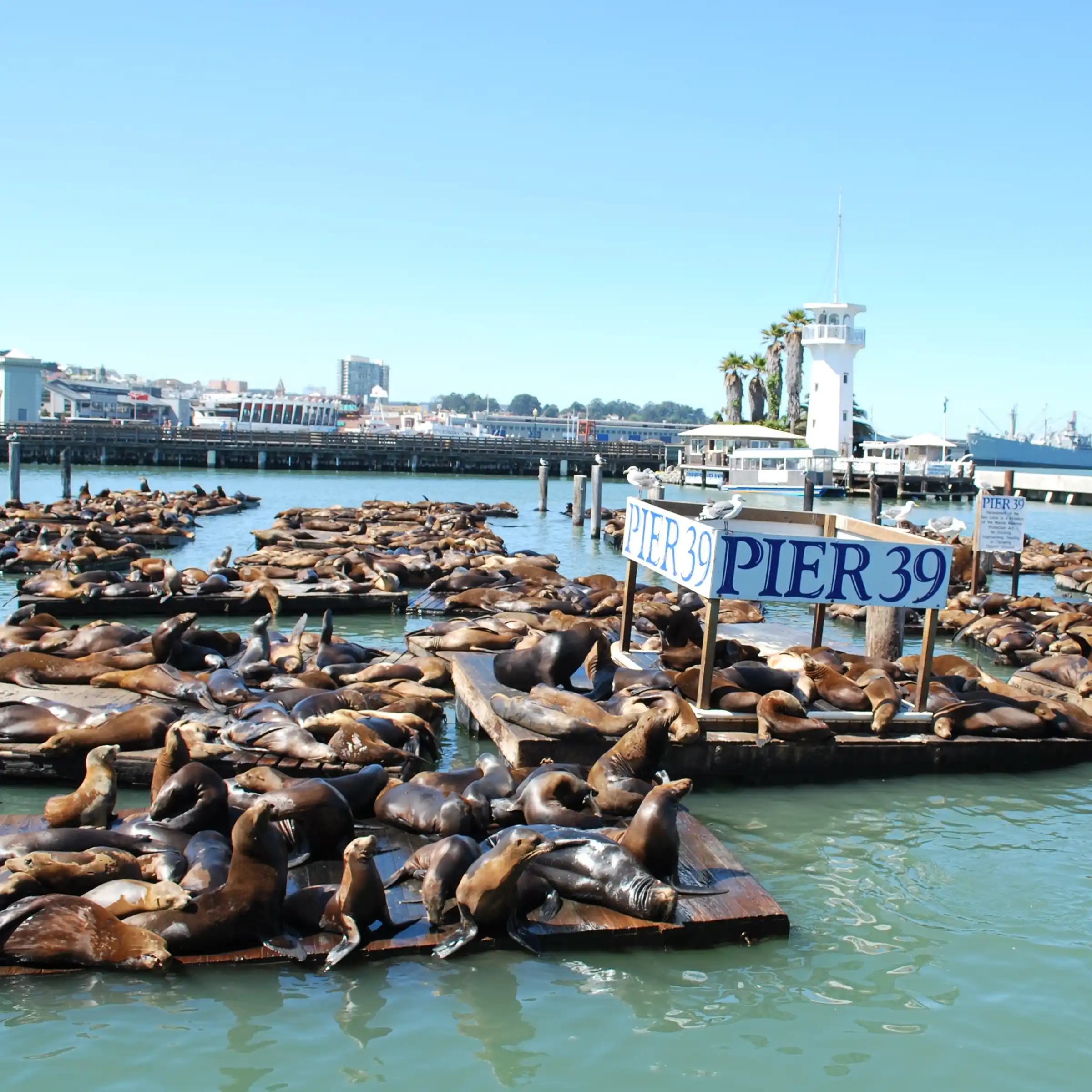 Lwy morskie na Pier 39
