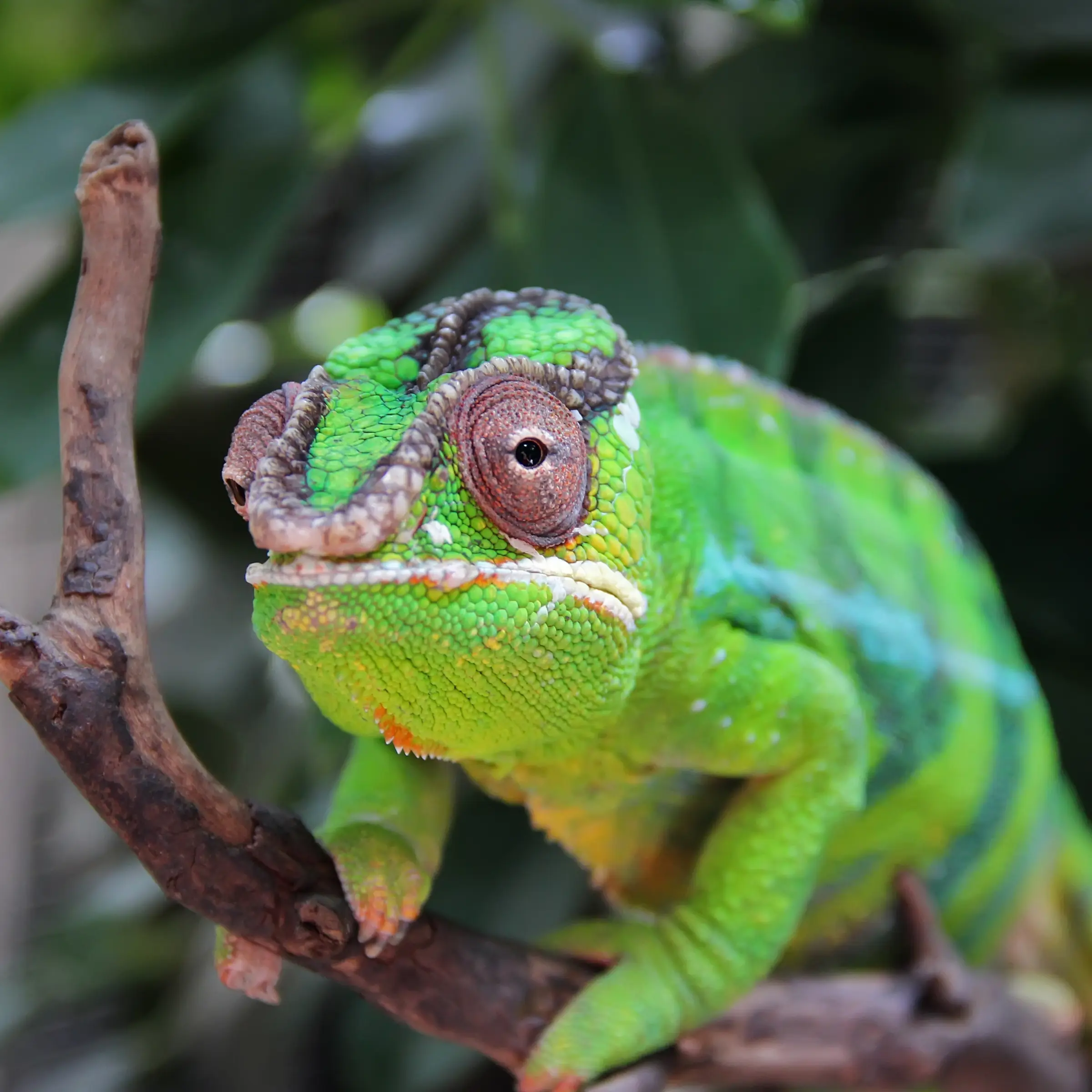 Zbliżenie na lemura na gałęzi