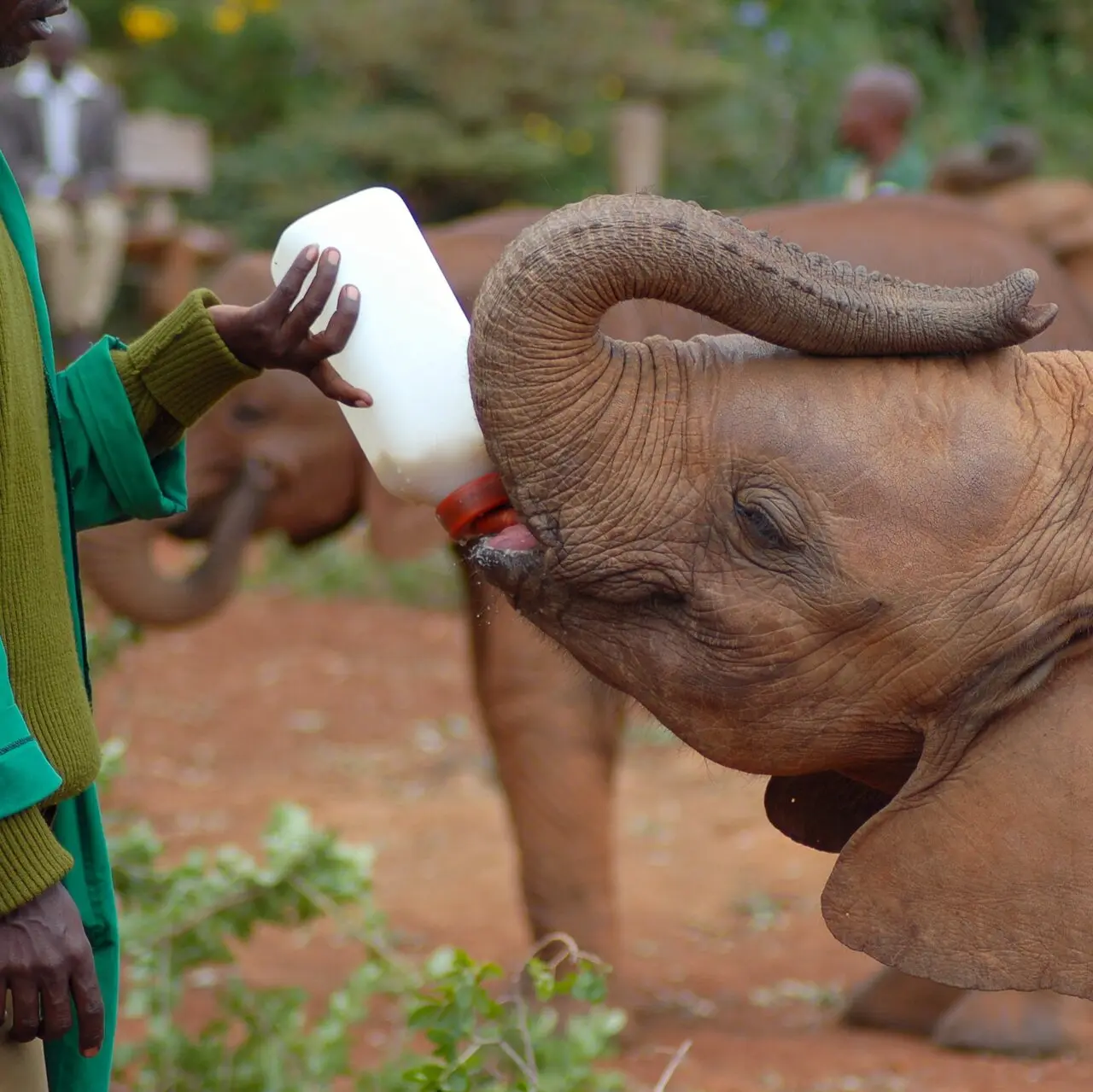 Sierociniec słoni w Nairobi, Kenia