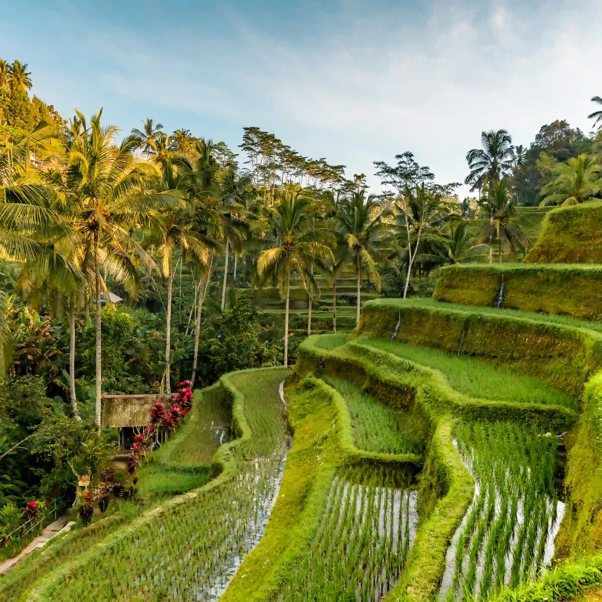 Tarasy ryżowe w Tegalalang