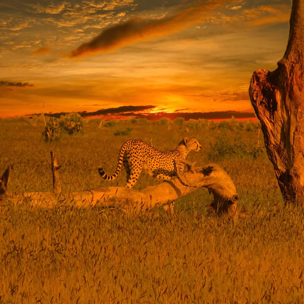 Gepard w Tsavo West, Kenia