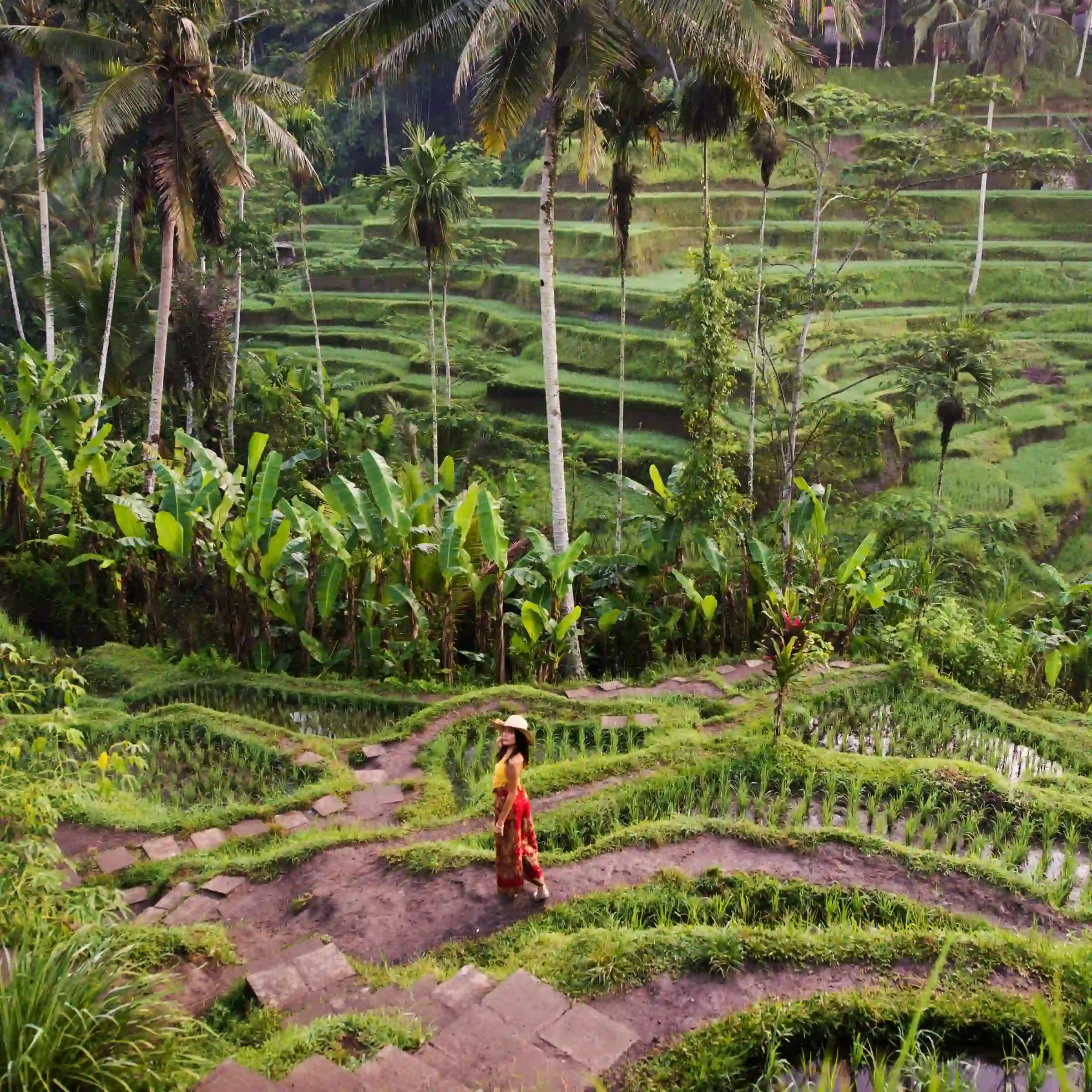 Turystka odwiedza tarasy ryżowe w Tegalalang
