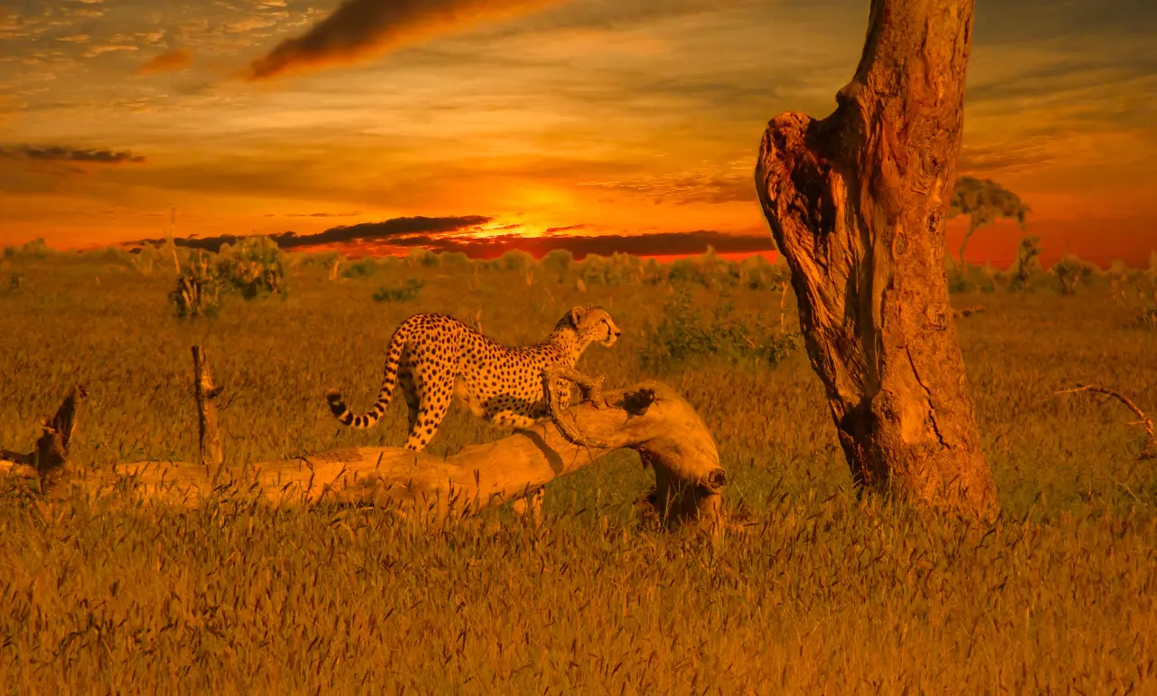 Leopard w rezerwacie Tsavo Leopard w rezerwacie Tsavo