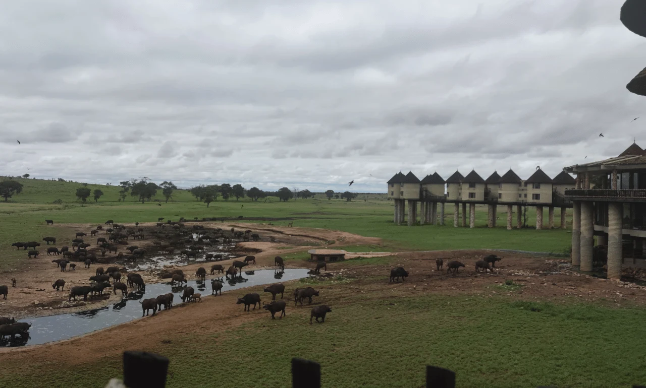 Salt Lick Safari Lodge w Kenii – egzotyczny hotel na sawannie, idealny na safari z bliska Salt Lick Safari Lodge w Kenii – egzotyczny hotel na sawannie, idealny na safari z bliska