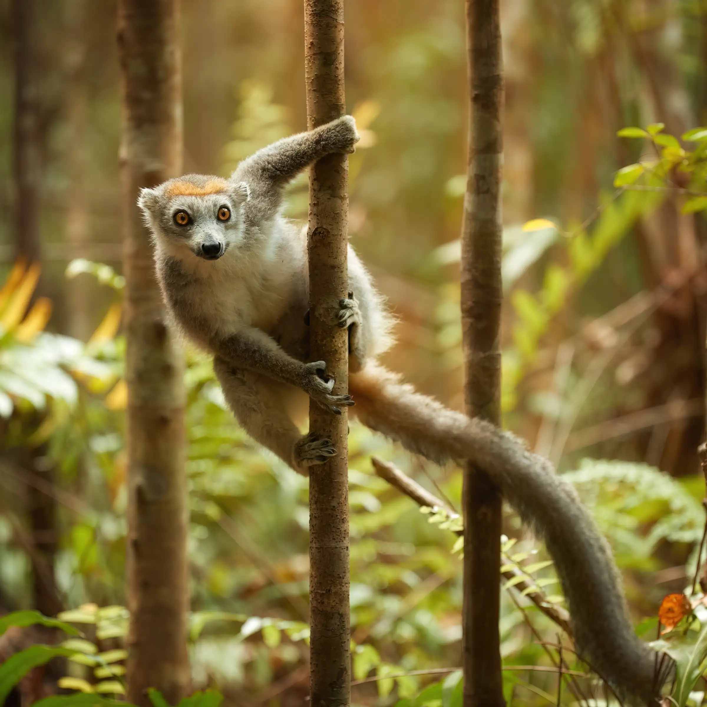 Lemur w Parku Narodowym Montagne d’Ambre