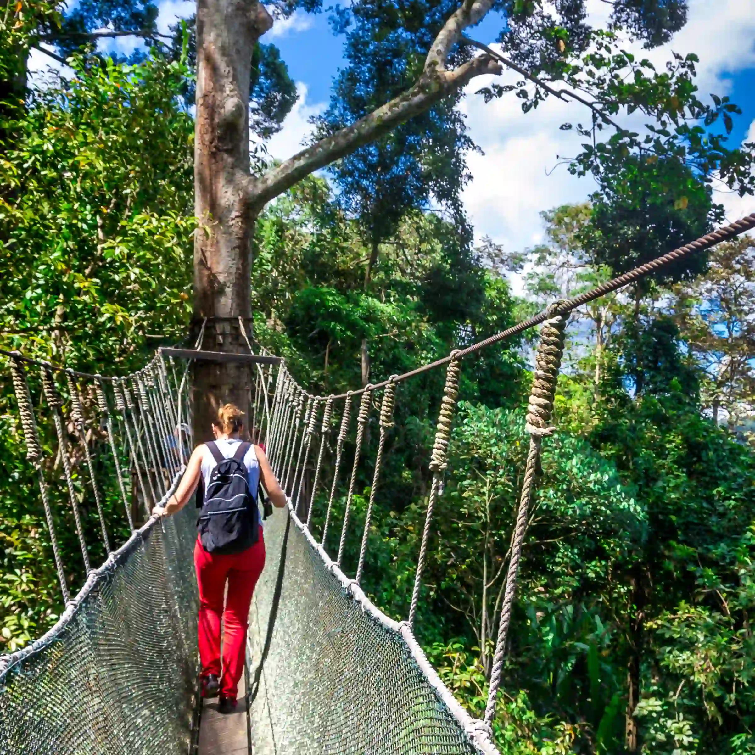 Most w lesie deszczowym, Kota Kinabalu