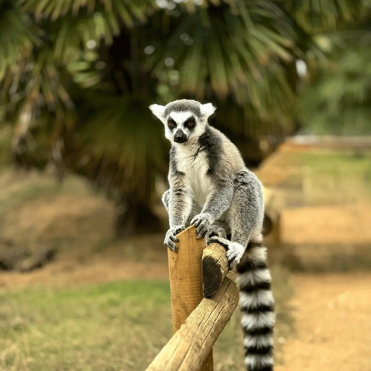 Lemur, Madagaskar