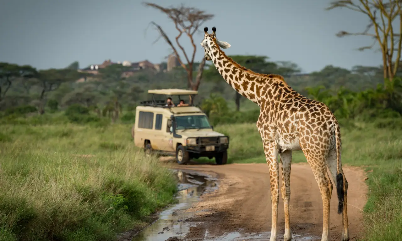 Żyrafa na safari w Kenii Żyrafa na safari w Kenii