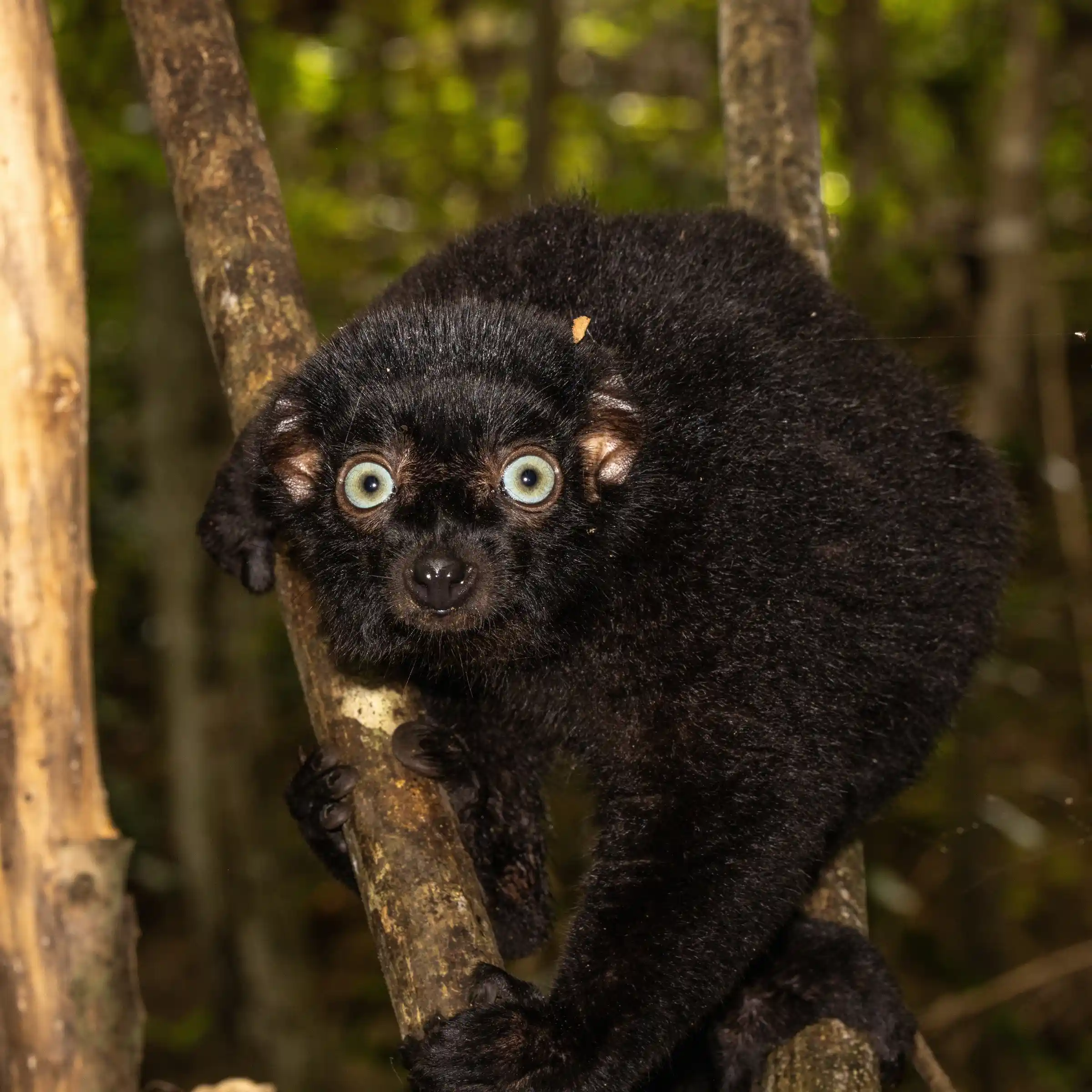 Niebieskooki lemur w lesie