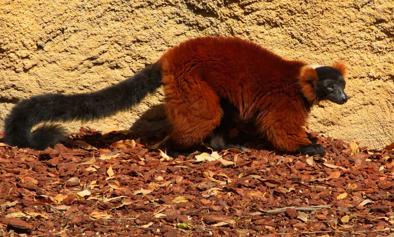 Lemur w Bioparc Valencia