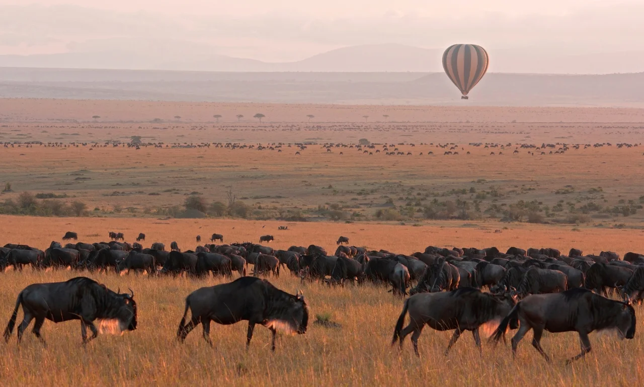 Sawanna w Masai Mara  Sawanna w Masai Mara