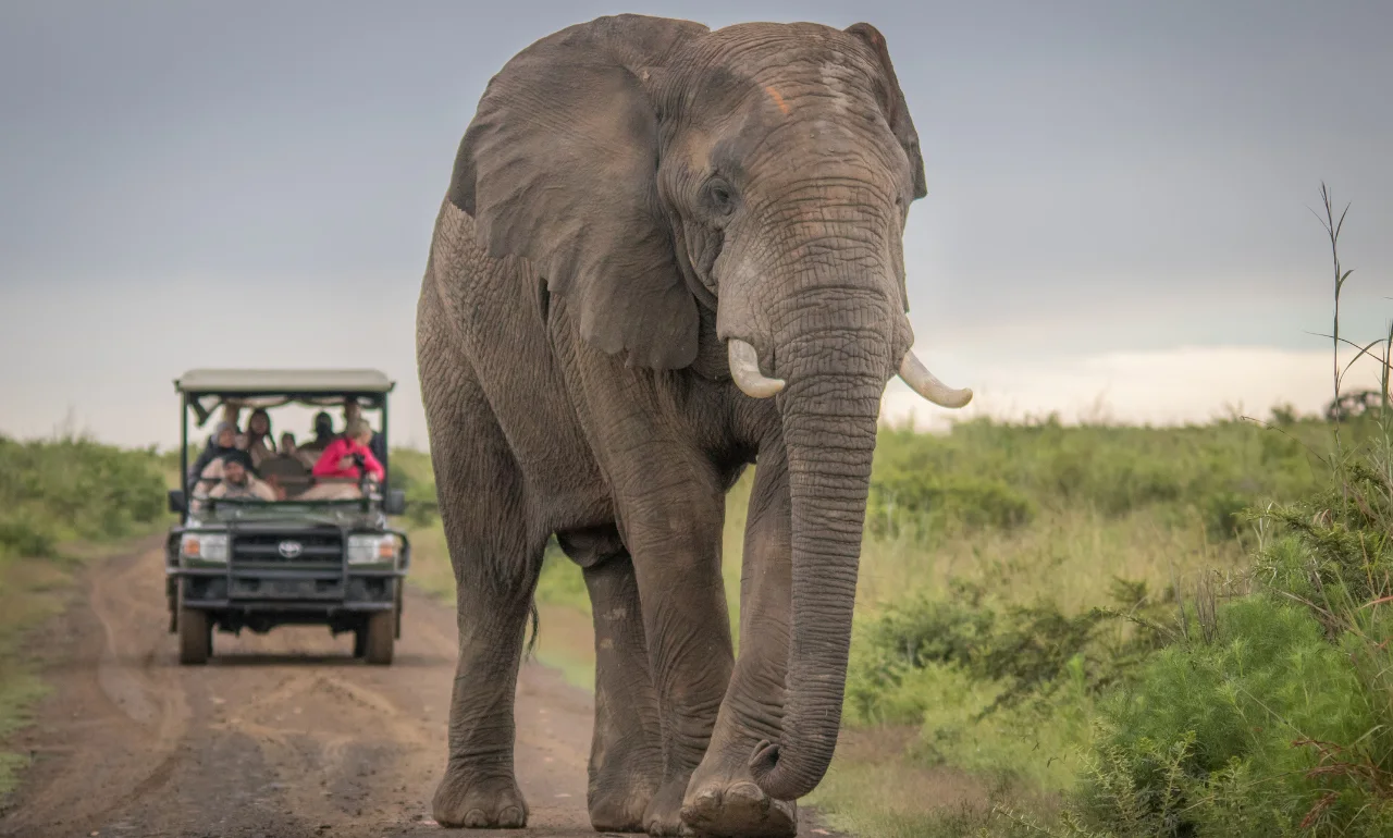 Gdzie na safari? Oczywiście do Kenii – serca dzikiej Afryki!
