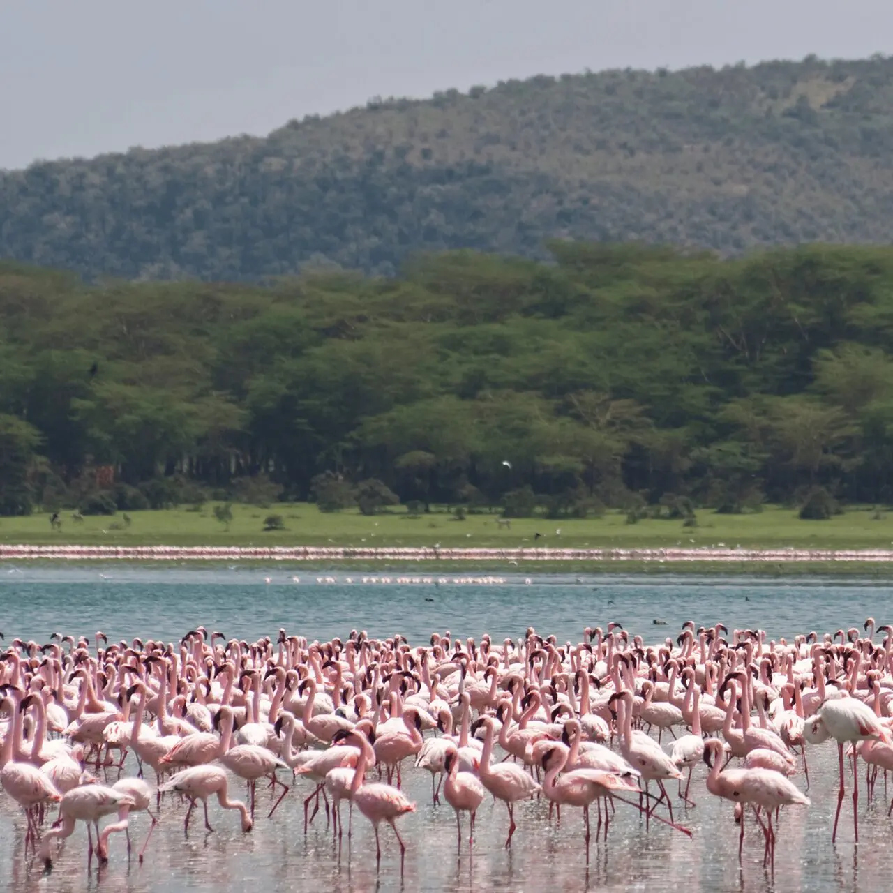 Flamingi w jeziorze Naivasha, Kenia